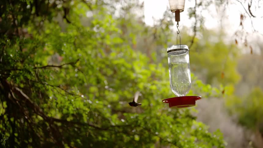 A bird flies away from a bird feeder