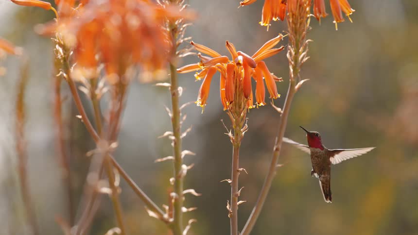 A hummingbird hovers near flowers