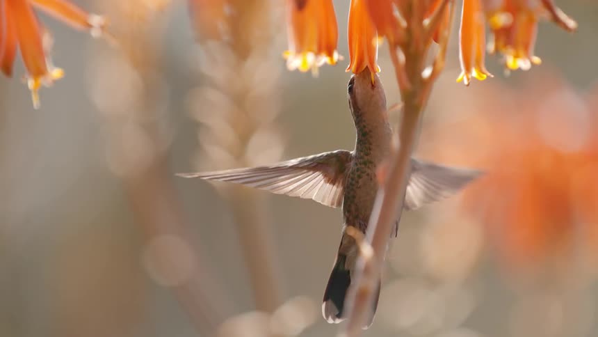 A hummingbird drinks nectar from flowers