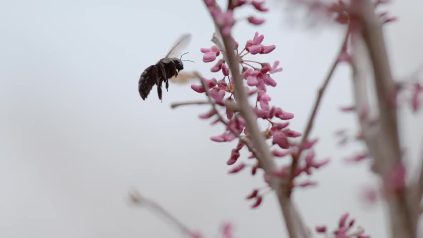 A large bee collects nectar and pollen from the flower of a plant