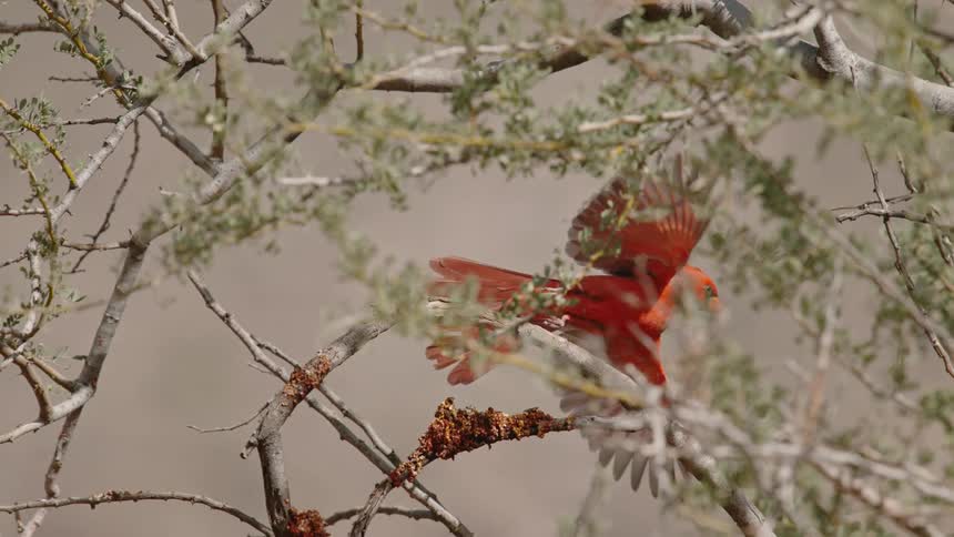 A bird flaps its wings and flies from a branch
