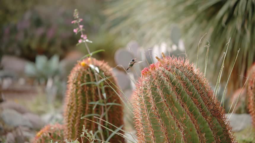 A hummingbird drinks from a cactus flower
