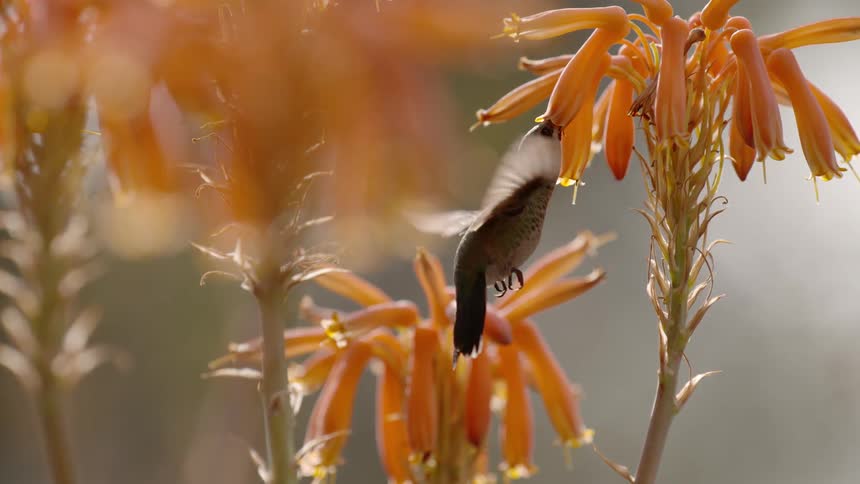 Hummingbird Feeding In Slow Motion