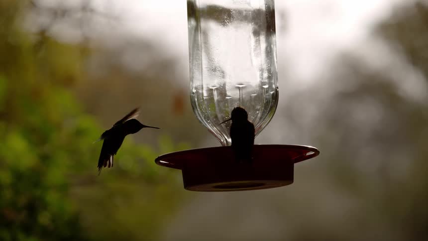 Hummingbird hovers near a feeder