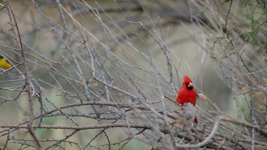 A brown bird lands next to a cardinal
