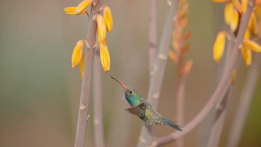 A bird flapping its wings as it hovers near a plant
