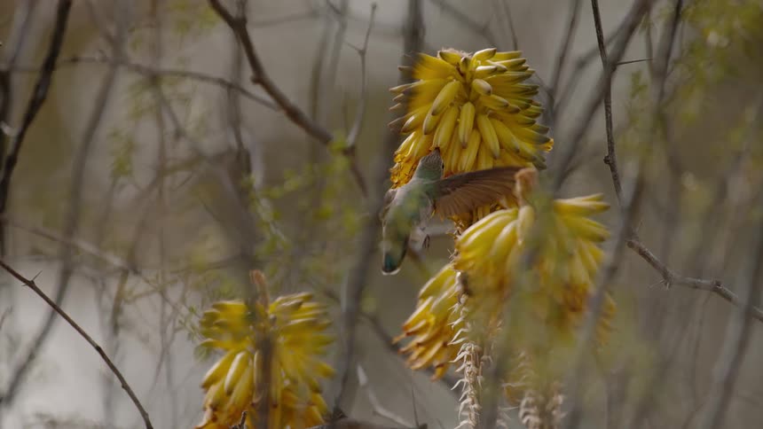 Bird flaps its wings next to a flower