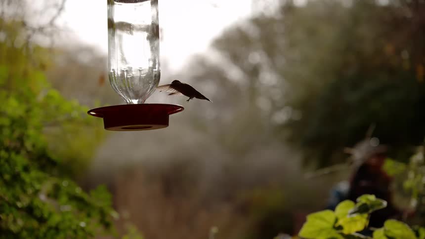 A hummingbird perches on a feeder