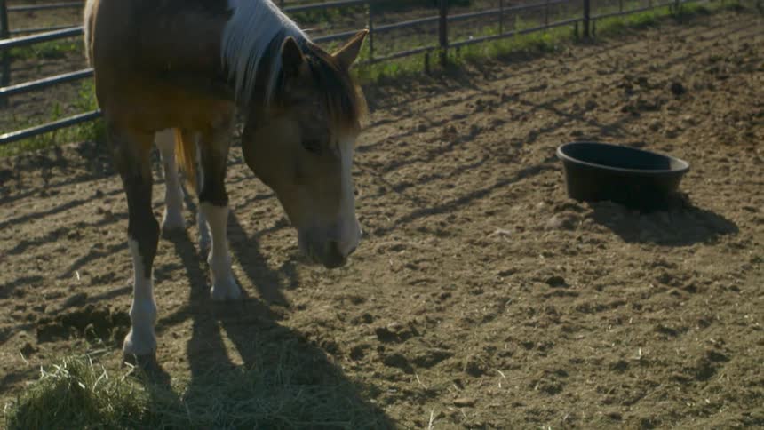 The ranch has horses eating and relaxing