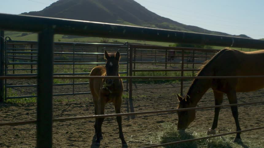 A horse eats hay as a baby horse watches