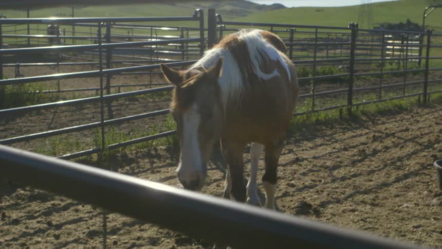 Horse eats hay in a pasture
