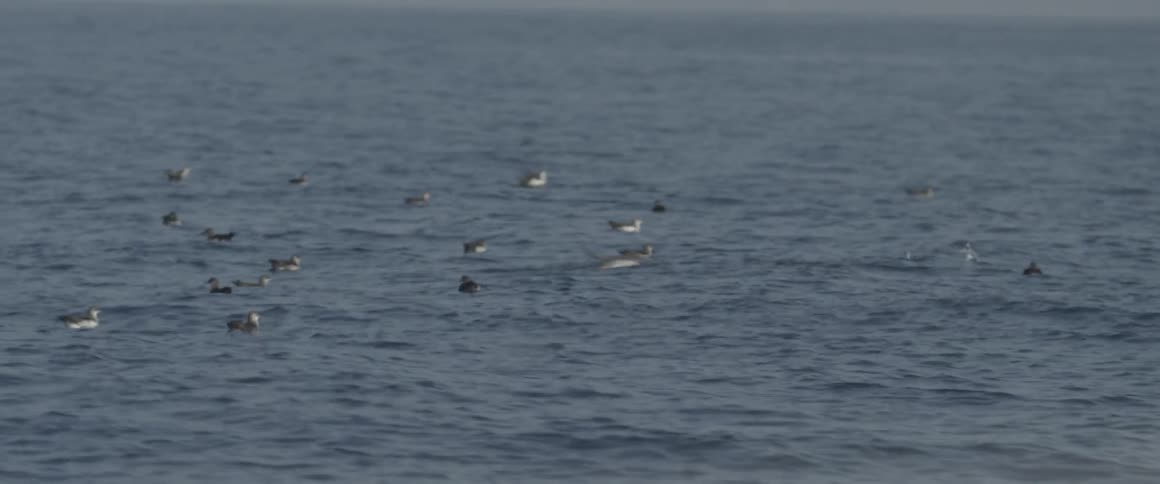Birds float on the ocean surface