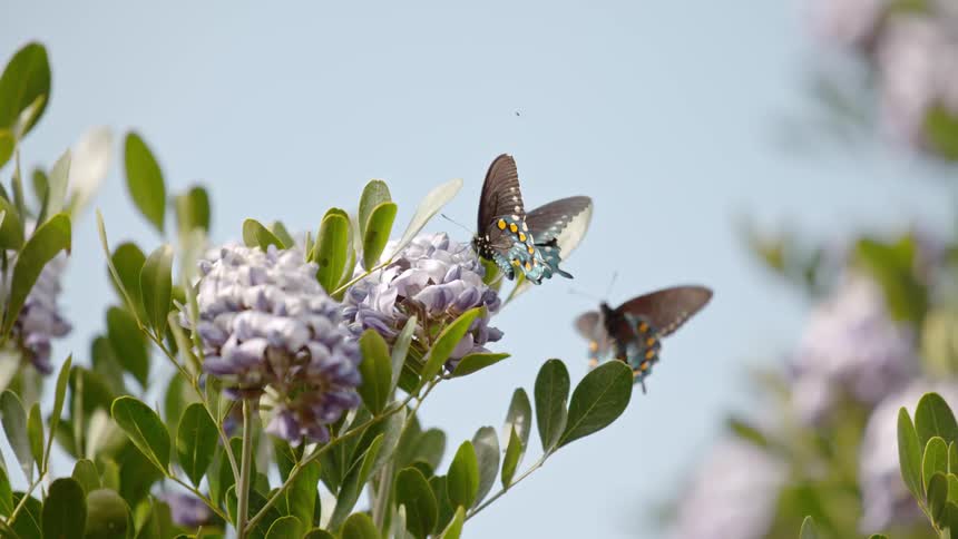 A butterfly flies over a flower