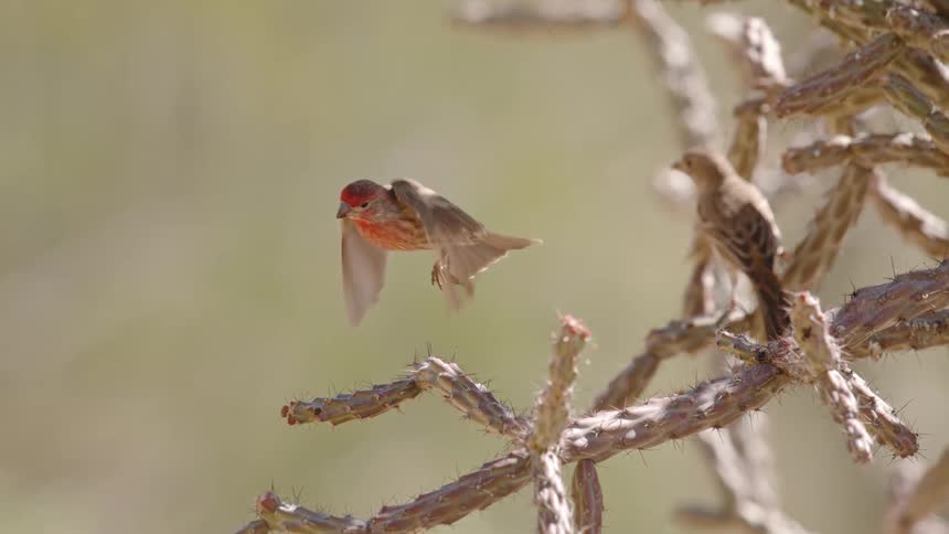 A bird flaps its wings and flies from a branch