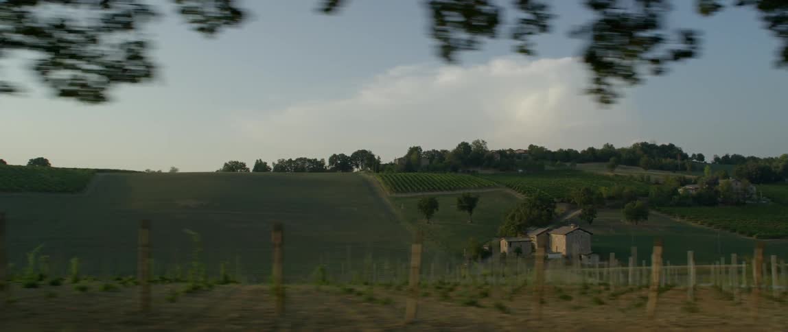 Crops grow in a rural field