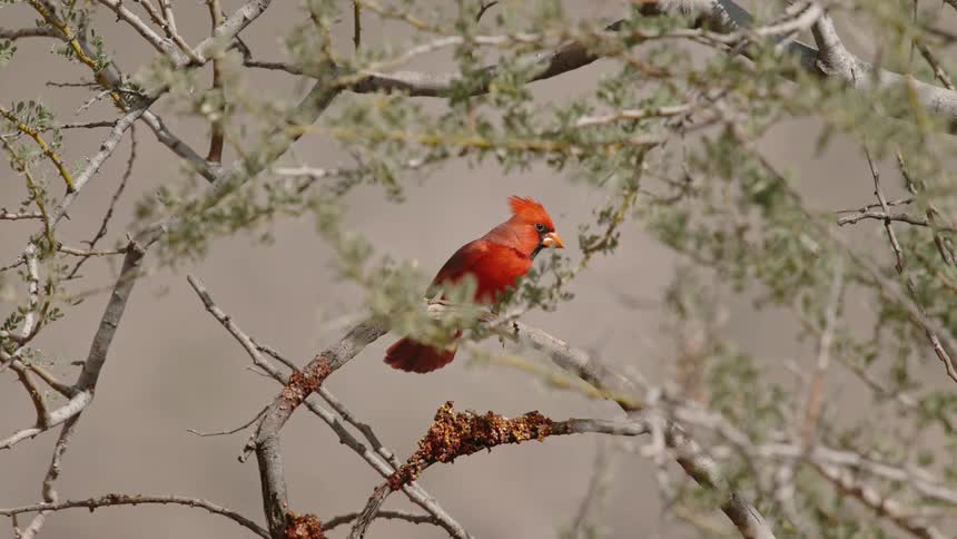 A red cardinal bird is sitting on a tree branch