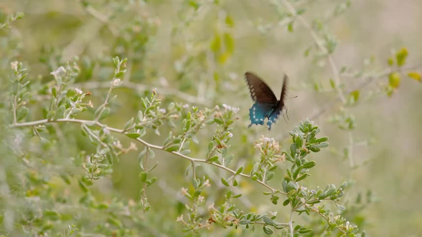 A butterfly lands on a flower