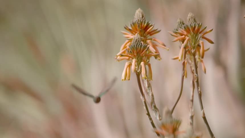 Hummingbird hovering near a flower then flying away