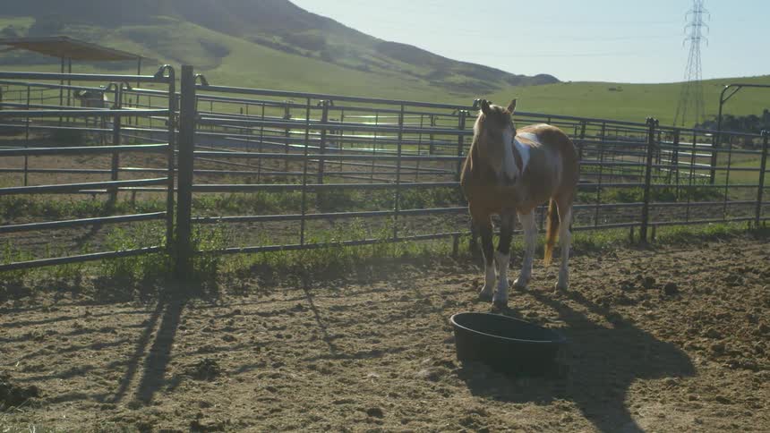 A horse walks around in an enclosure