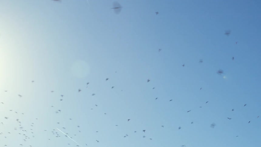 Flock of birds fly under a blue sky