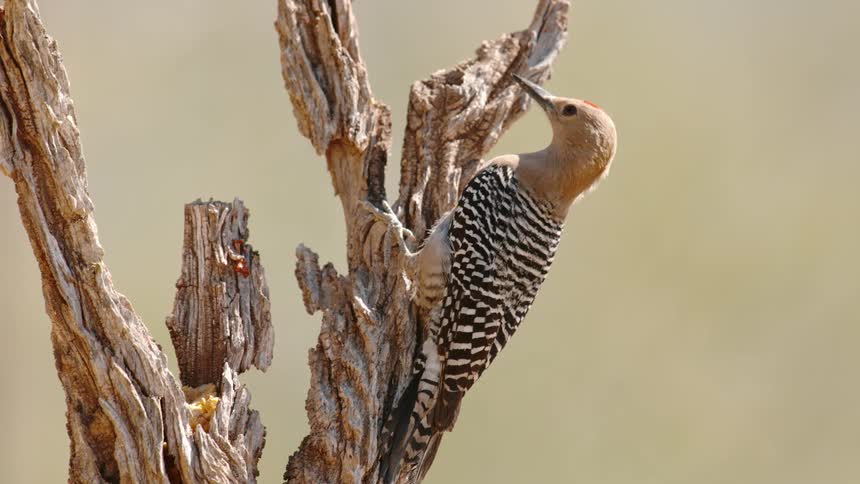 A woodpecker sits perched on a dead tree