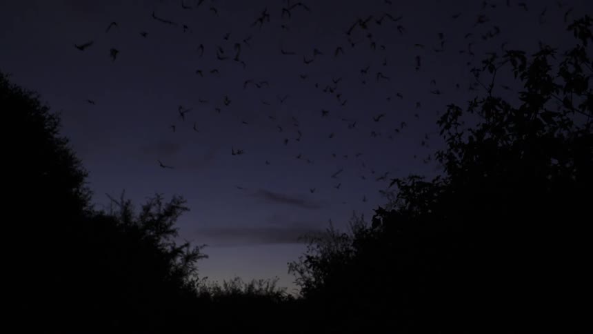 A group of bats fly away at night