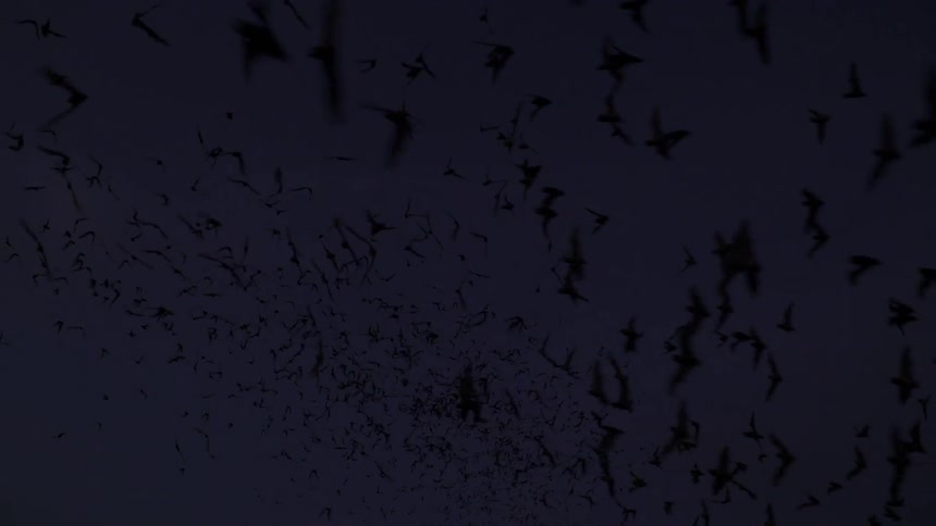 Bats fly in the sky at night