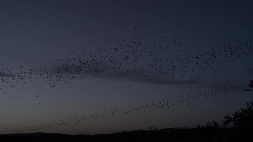 A group of bats migrate together