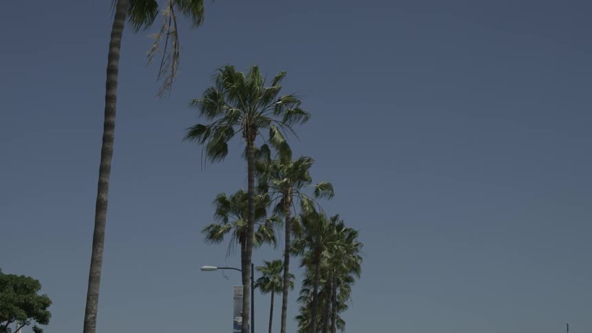 Palm trees sway in the wind on a sunny day