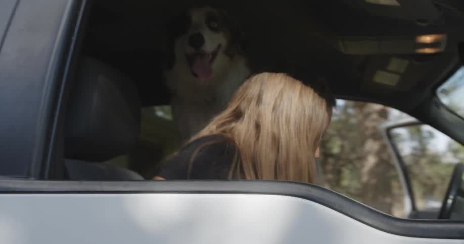 A woman climbs into a car with two dogs inside