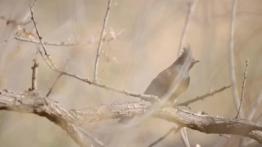 A small black bird on a branch
