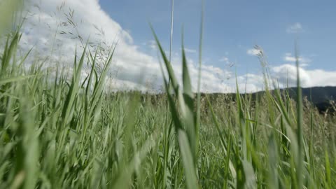 Tall weeds blowing in the breeze