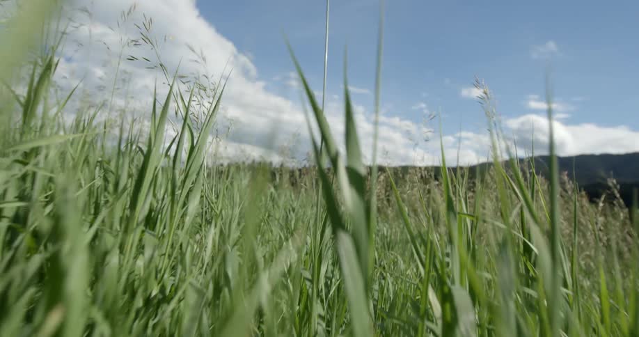Tall weeds blowing in the breeze