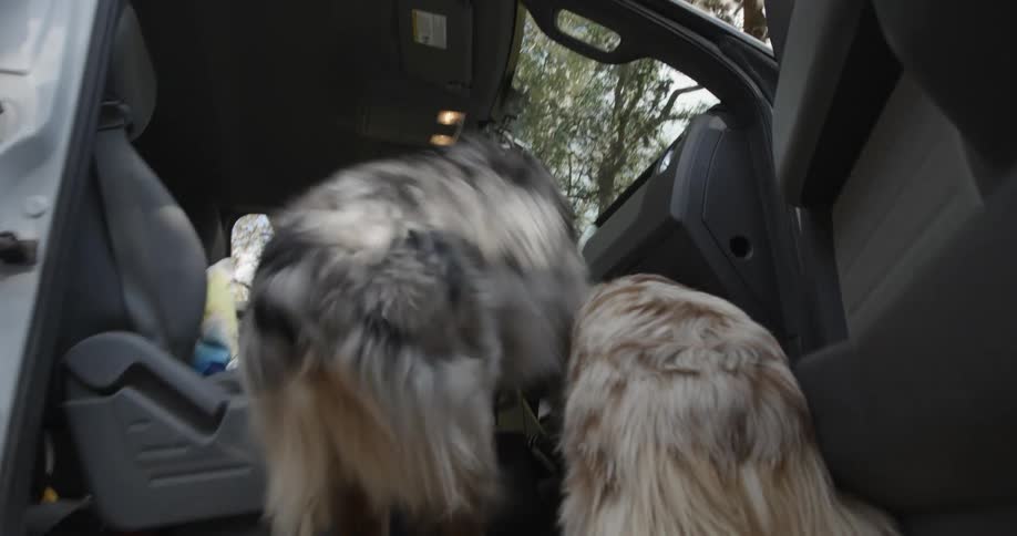 Two dogs run and get in the car