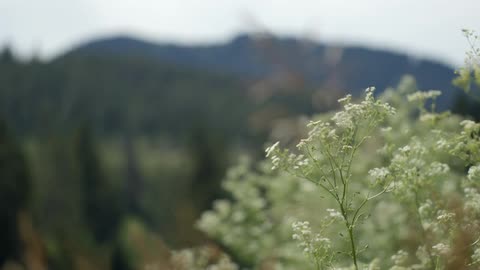 Bushes and flowers sway in the breeze on a windy day