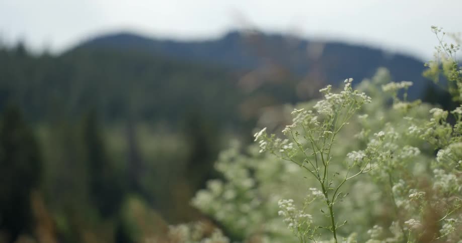 Bushes and flowers sway in the breeze on a windy day
