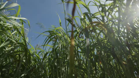 The sky is clear above the tall green grass