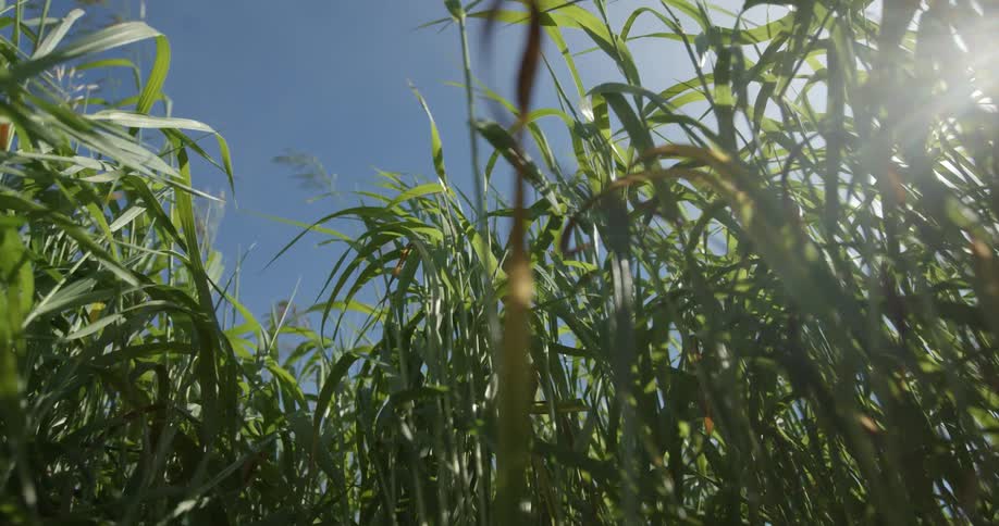 The sky is clear above the tall green grass