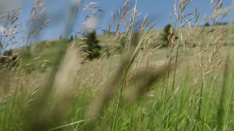 The tall grass is moved to the side on a sunny day