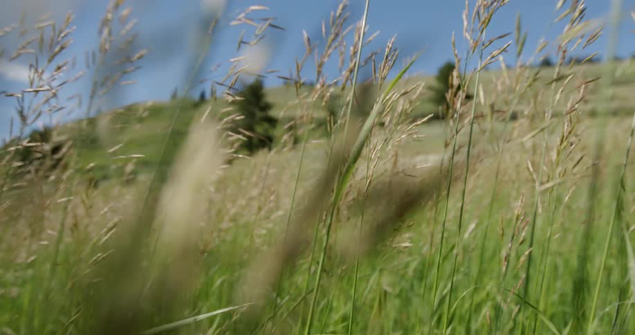The tall grass is moved to the side on a sunny day