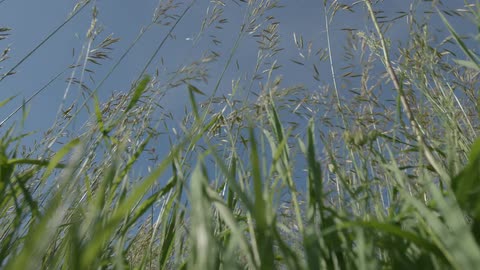 Plants waving in a breeze
