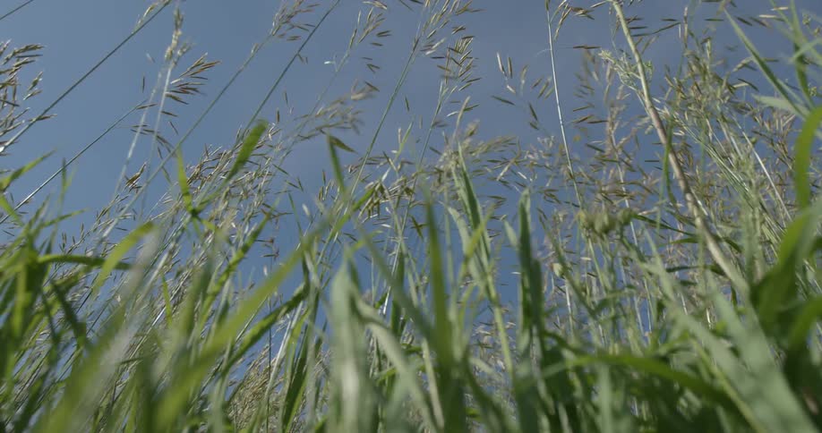 Plants waving in a breeze