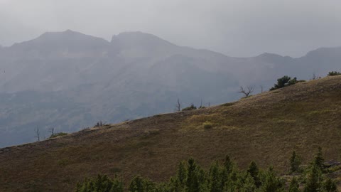 Moss and plats cover the hill landscape