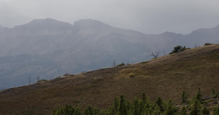 Moss and plats cover the hill landscape