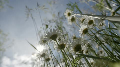 Daisies in a field