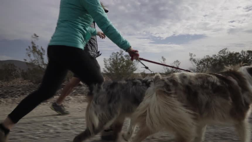 Two people are walking dogs on a cloudy day