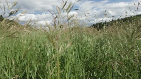 Tall grass sways in the breeze
