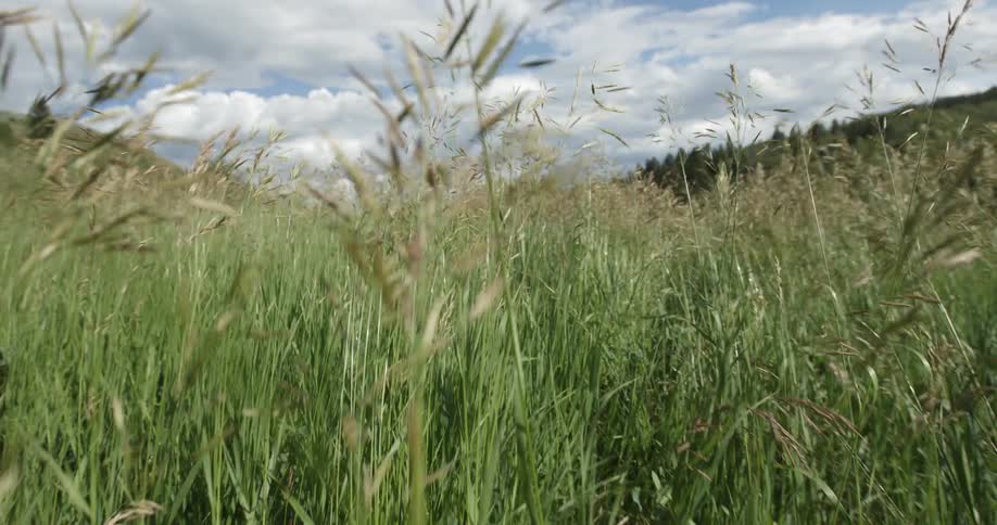 Tall grass sways in the breeze