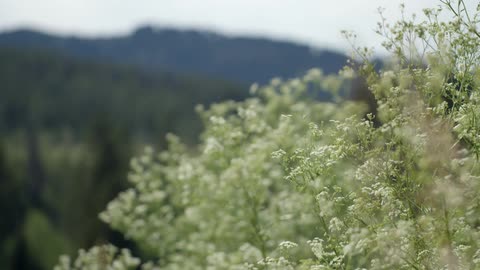 Wind blows through plants in the mountains