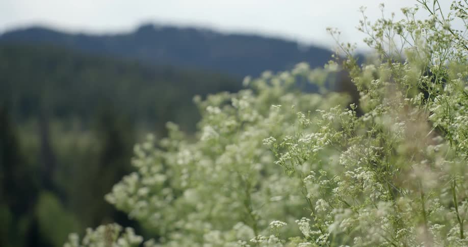 Wind blows through plants in the mountains